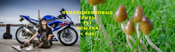 ПСИЛОЦИБИНОВЫЕ ГРИБЫ Аркадак